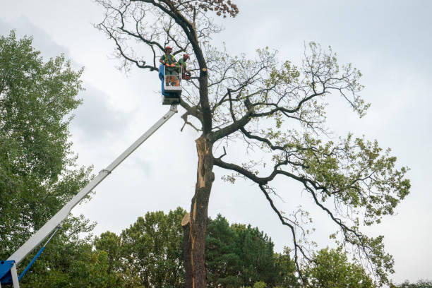 Best Tree Cabling and Bracing  in Dewart, PA