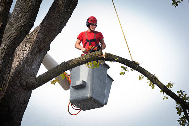 Best Tree Preservation Services  in Dewart, PA